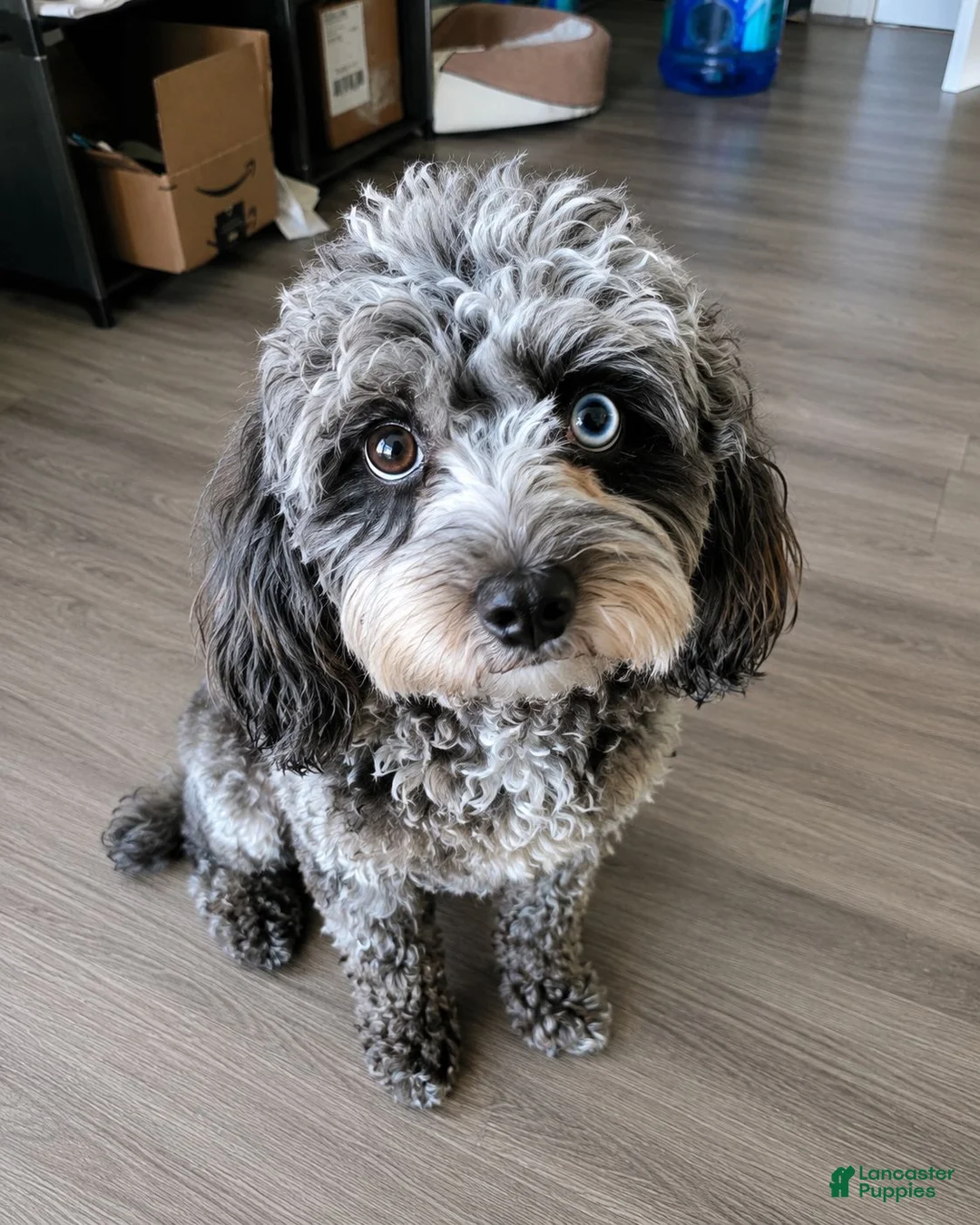 Cavapoo dogs for sale: Cavapoo 1 - Ad 2