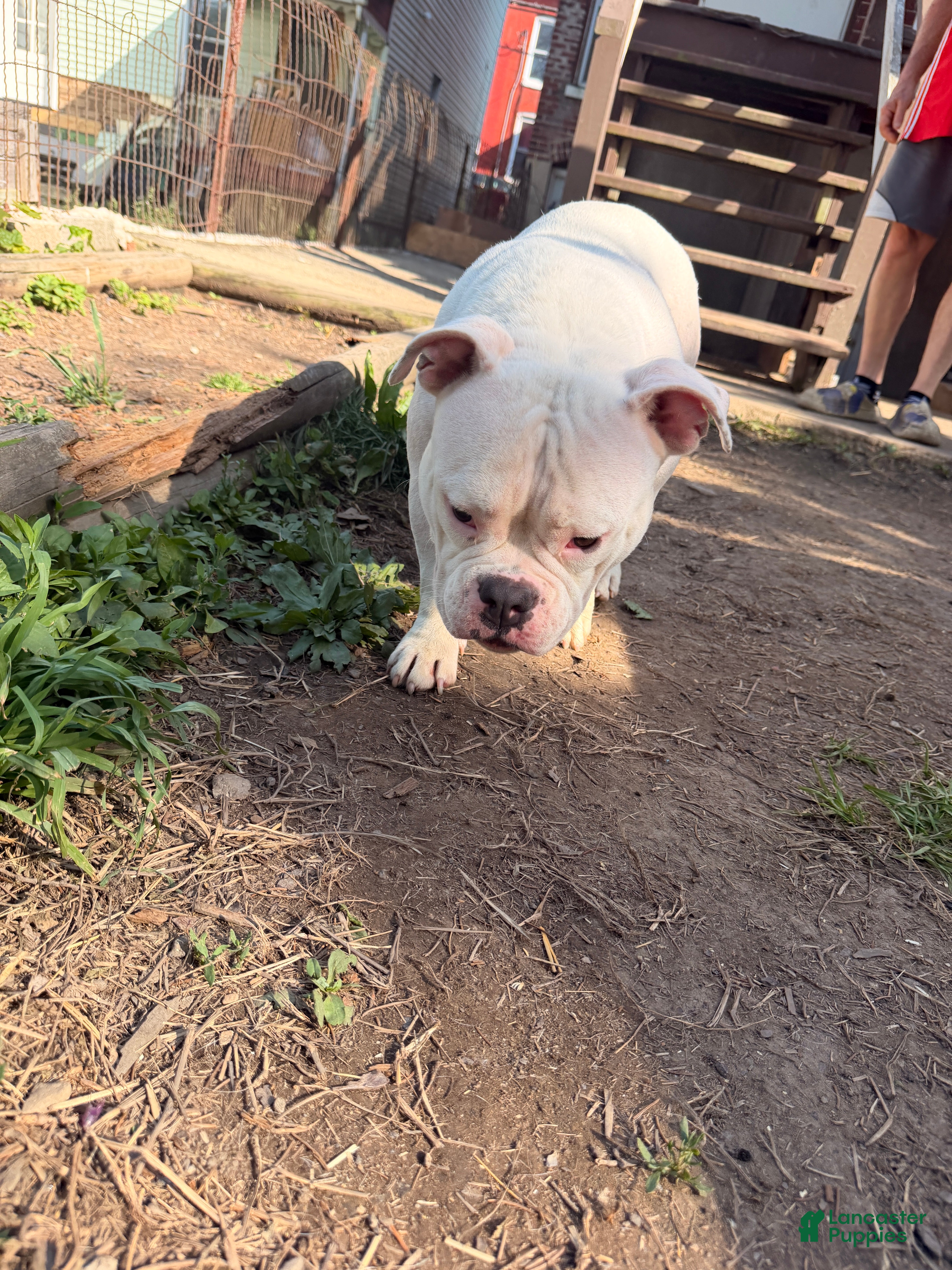 American Bully dogs for sale: American Bully Puppy 1 - Ad 3