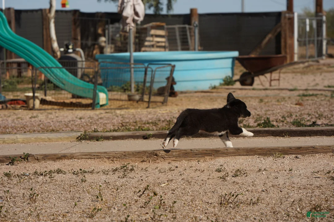 Mixed Breed dogs for sale: Toes M Sylvester - Ad 17