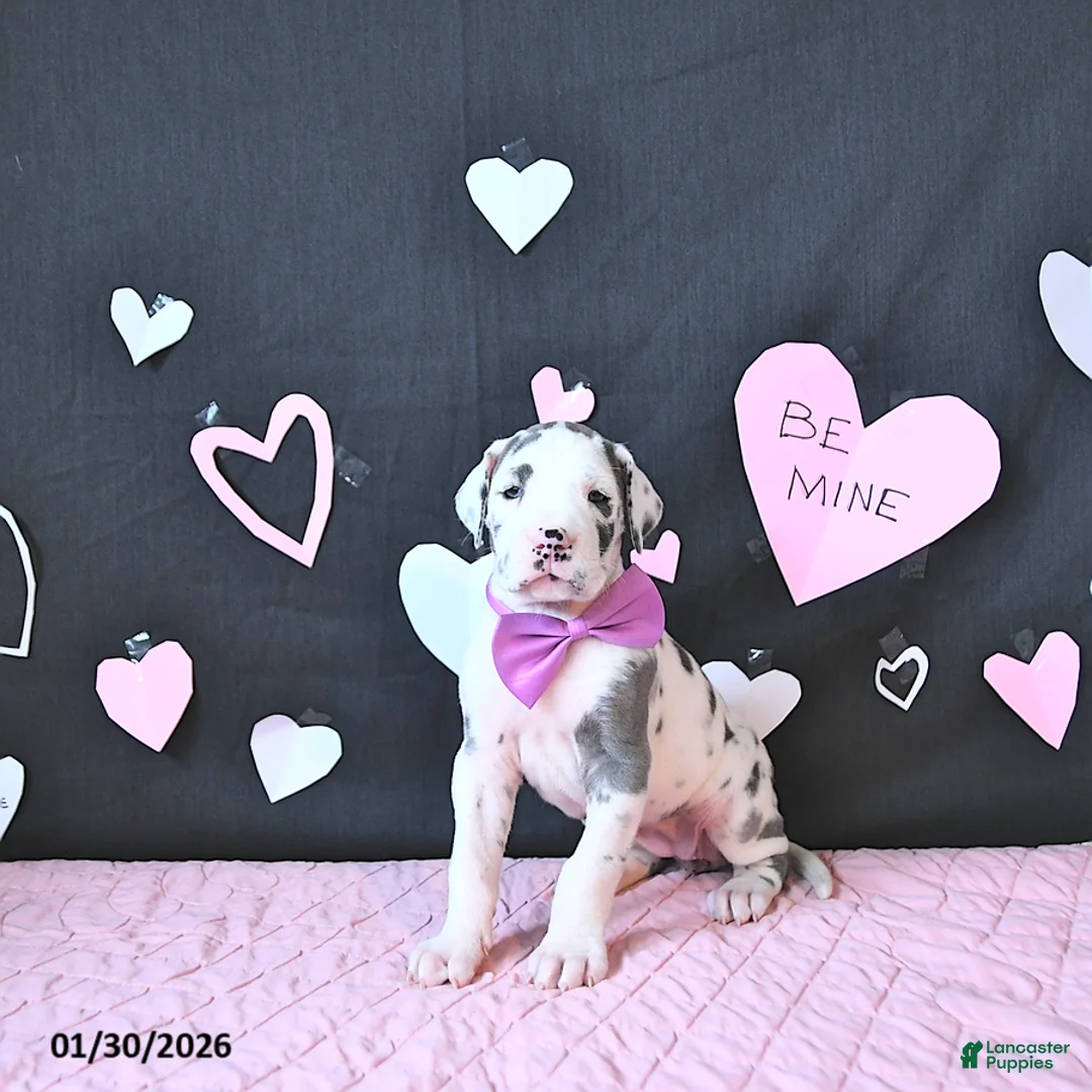 Great Dane dogs for sale: Emma - Ad 5