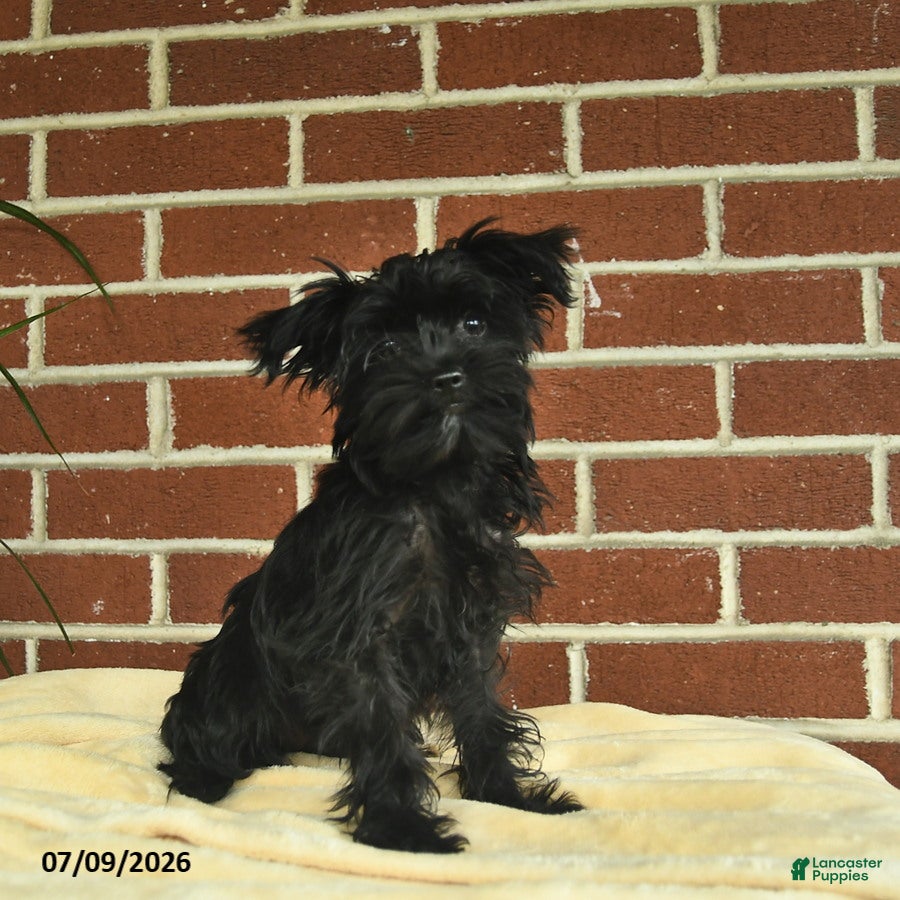 Yorkshire Terrier dogs Raven - Ad 1