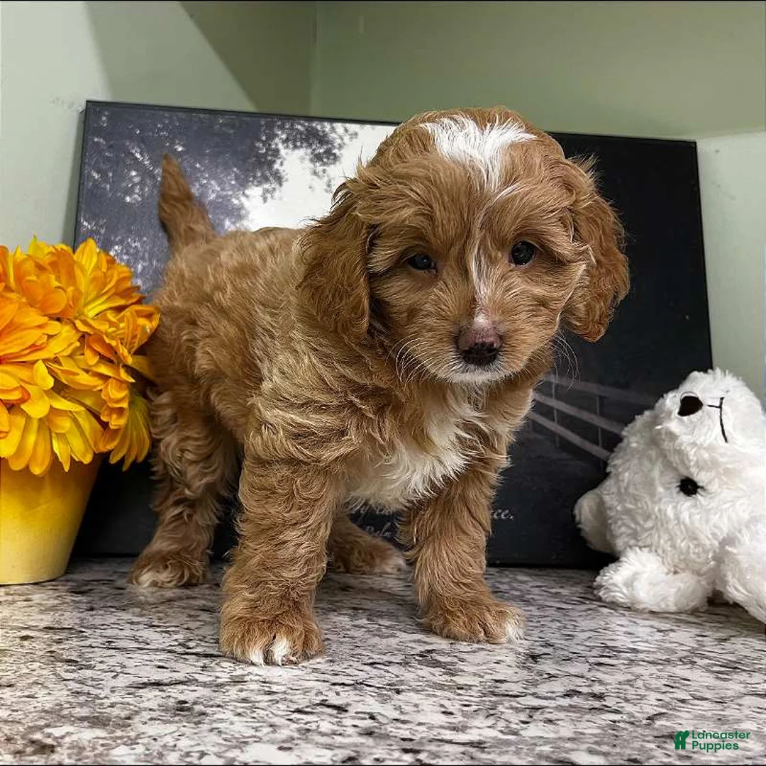 Mini Goldendoodle dogs for sale: Kilo (Miniature Boy) - Ad 5