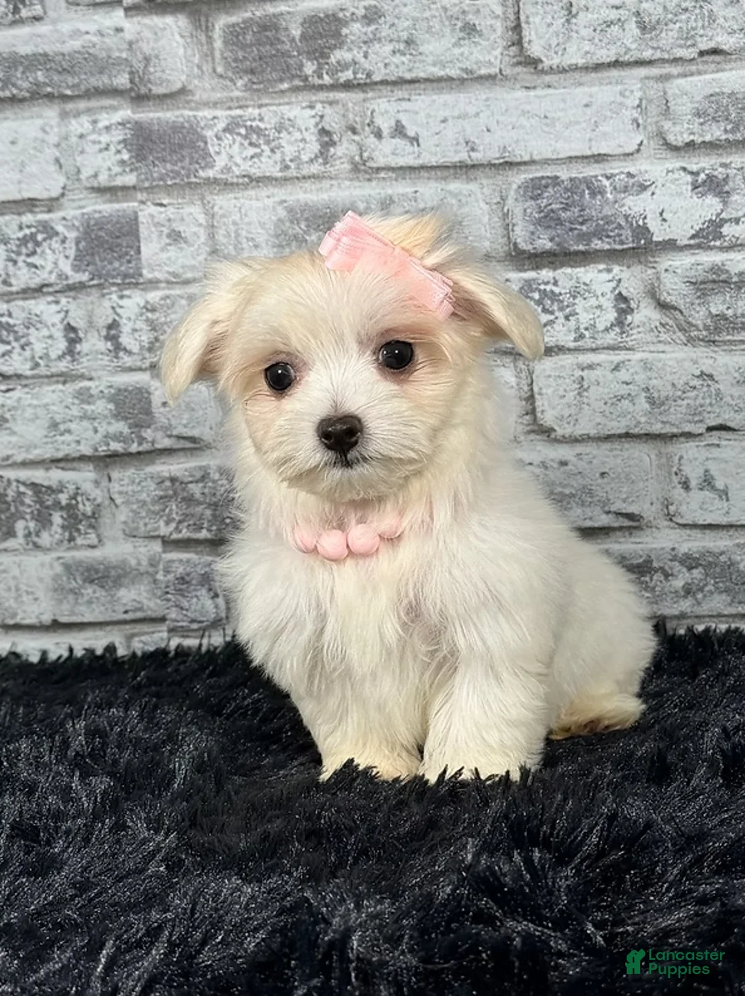 Maltese dogs for sale: Maltese Puppy 1 - Ad 1