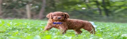 Goldendoodle dogs for sale: Leo - Ad 2