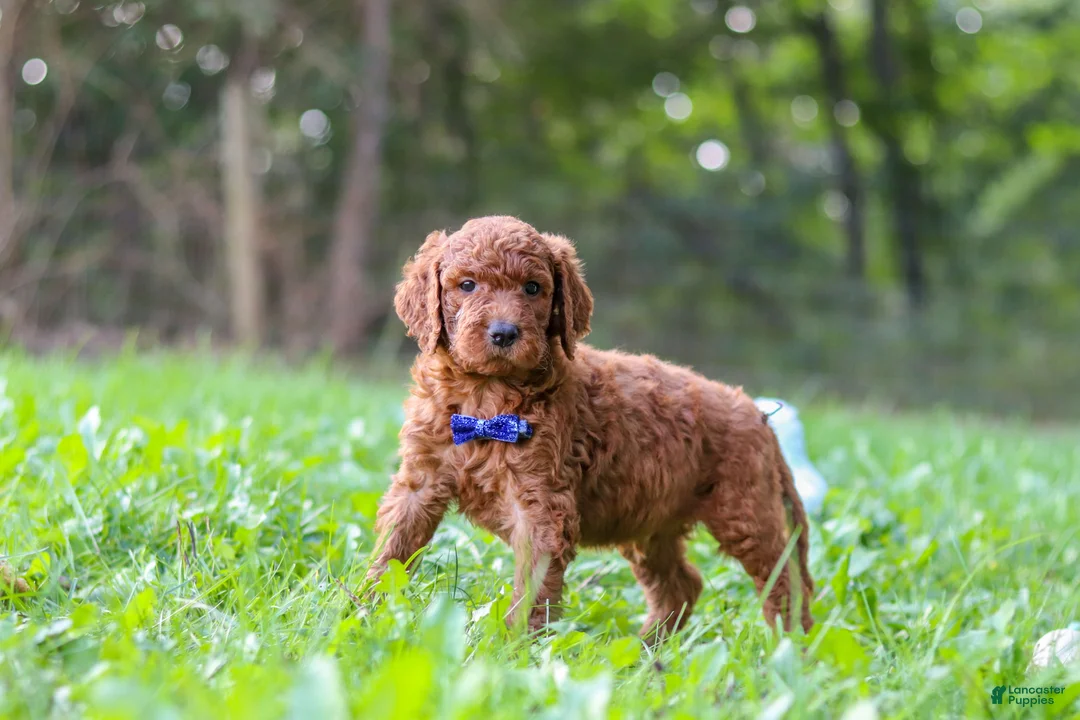 Goldendoodle dogs for sale: Leo - Ad 2