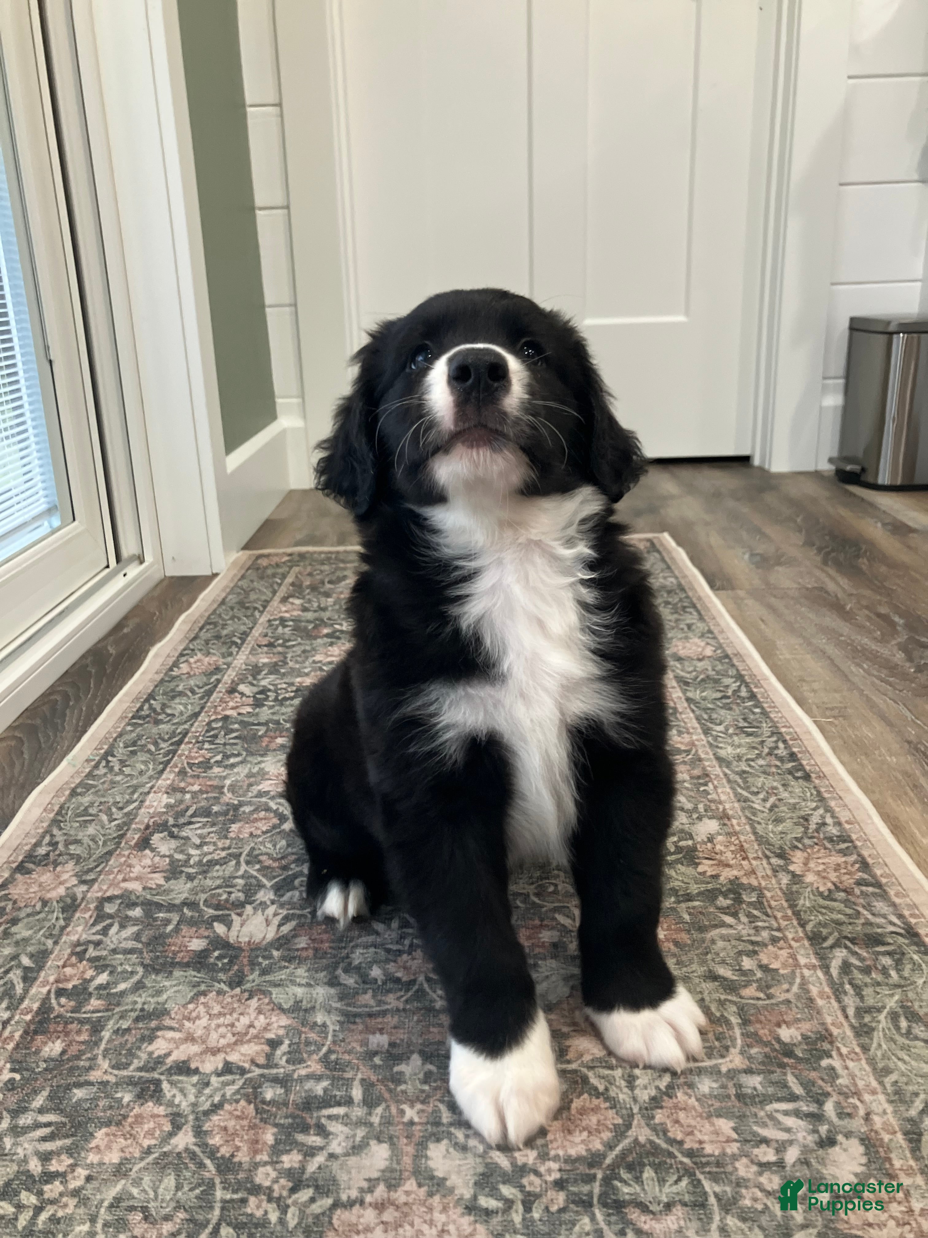 Mixed Breed dogs Max - Ad 1