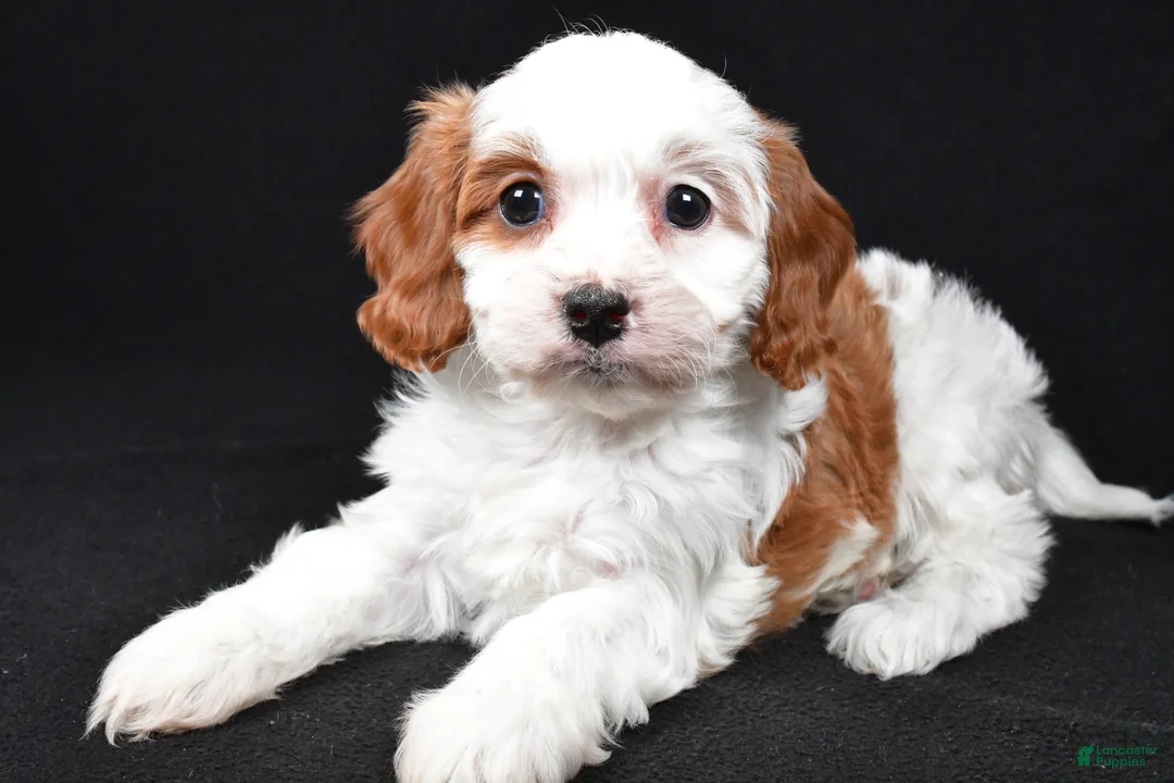Cavapoo dogs for sale: Katie - Ad 8