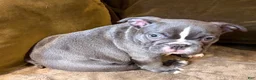 French Bulldog dogs for sale:  Leo - Ad 3
