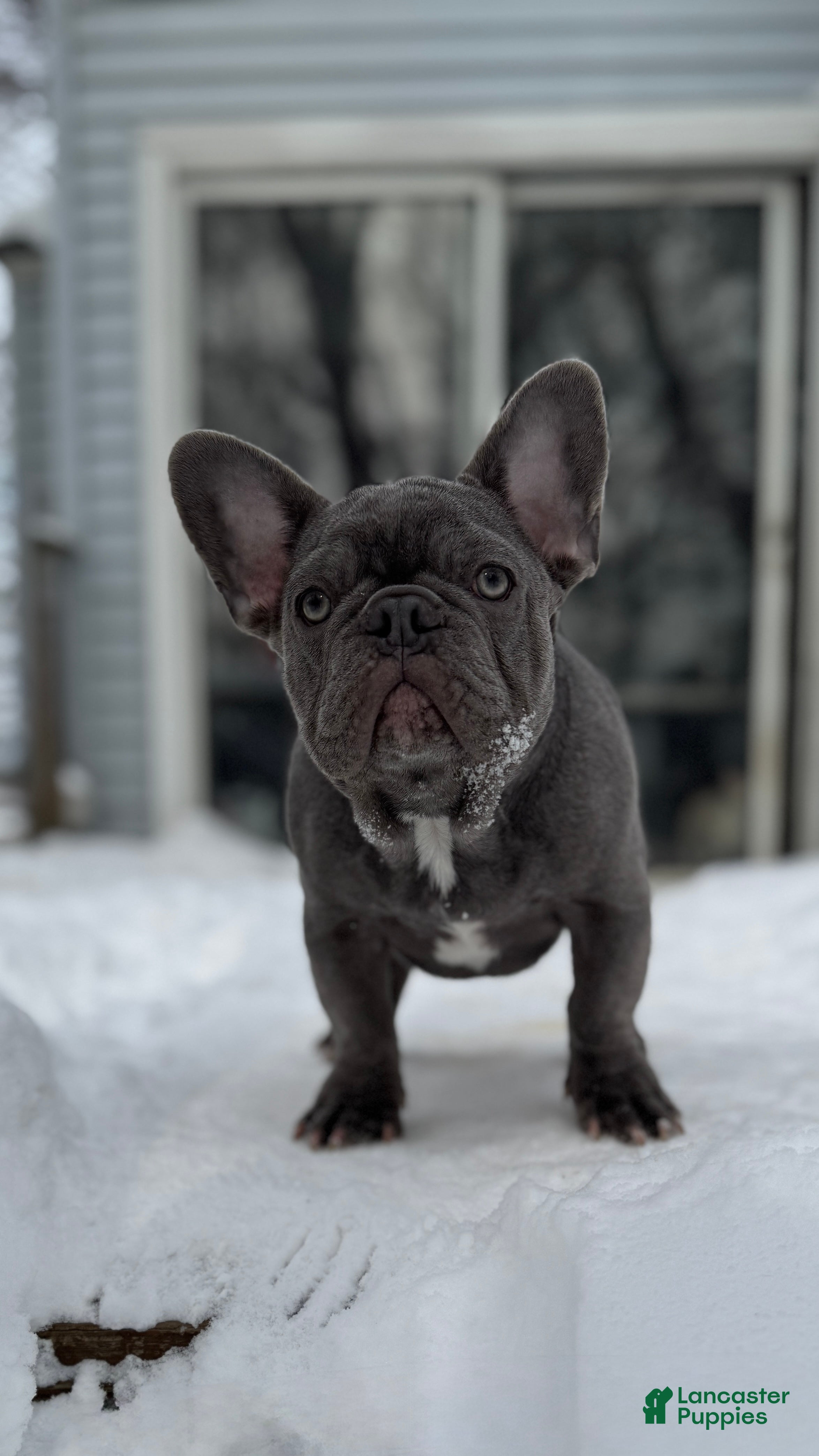 French Bulldog dogs French Bulldog - BIGGIE 🦍 - Ad 33