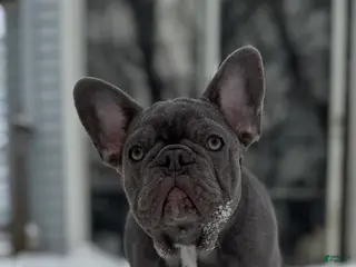 French Bulldog dogs French Bulldog - BIGGIE 🦍 - Ad 33