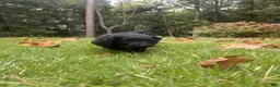 Goldendoodle dogs for sale: Flint - Ad 4