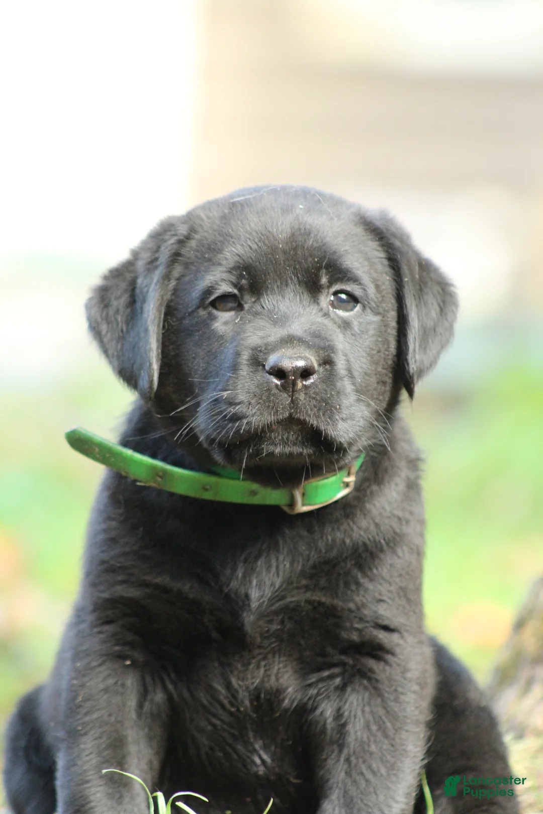 Labrador Retriever dogs for sale: Bruno - Ad 1