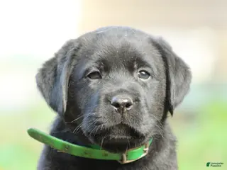 Labrador Retriever dogs Bruno - Ad 1
