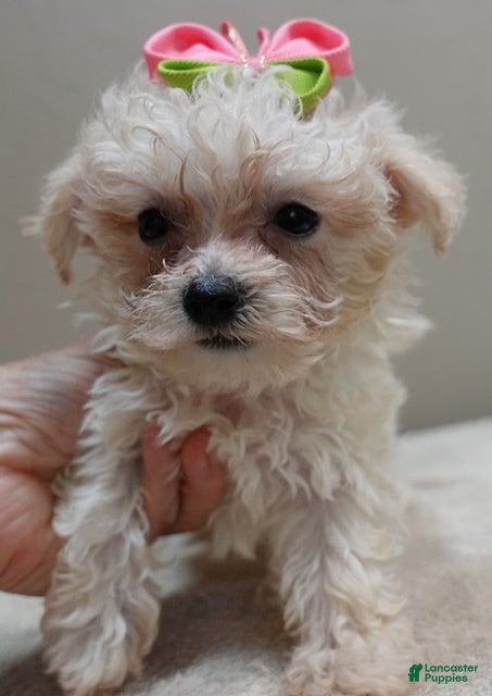 Maltipoo dogs TEACUP Maddie - Ad 37