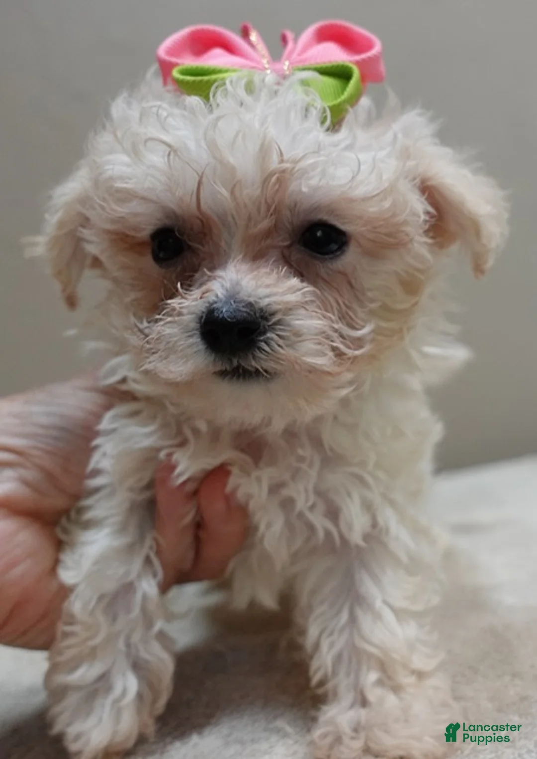 Maltipoo dogs for sale: TEACUP Maddie - Ad 1