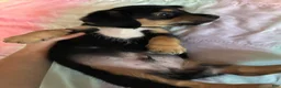 Mixed Breed dogs for sale: Mixed Breed 1 - Ad 1