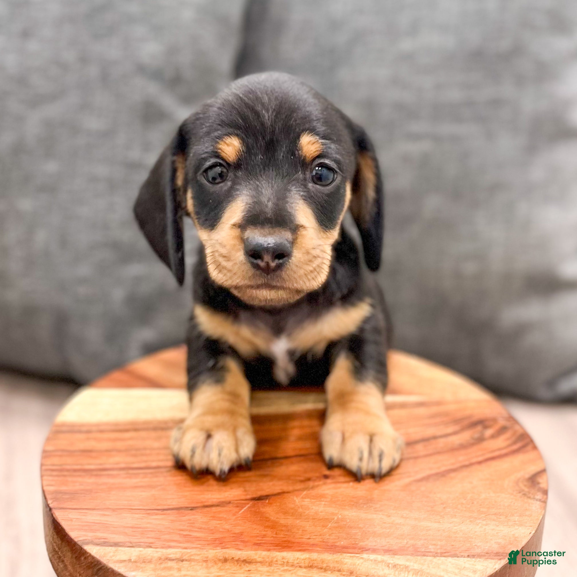 Miniature Dachshund dogs Mason - Ad 1