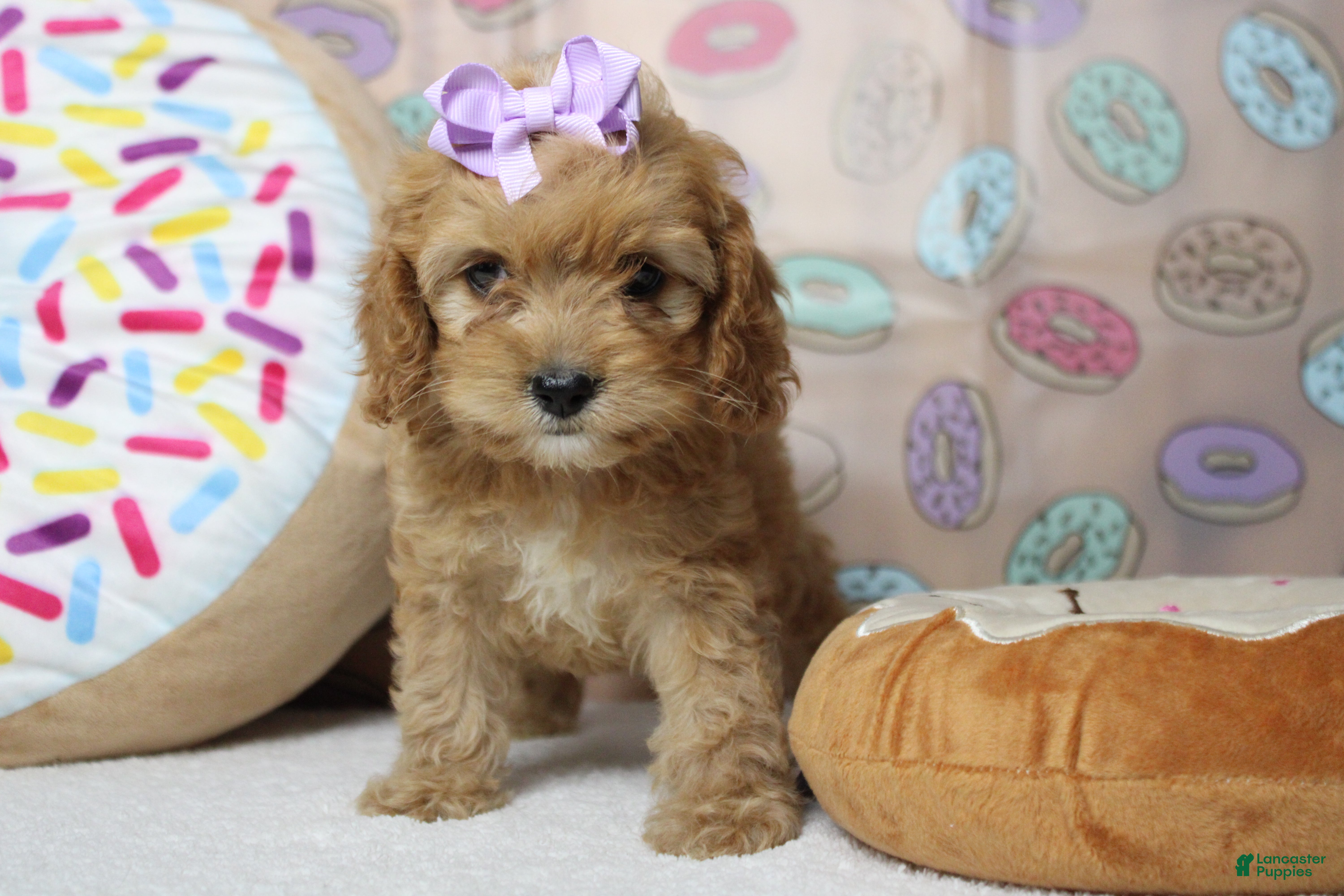 Cockapoo dogs Maddie - Ad 20