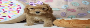 Maddie
