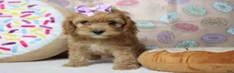 Cockapoo dogs for sale: Maddie - Ad 1