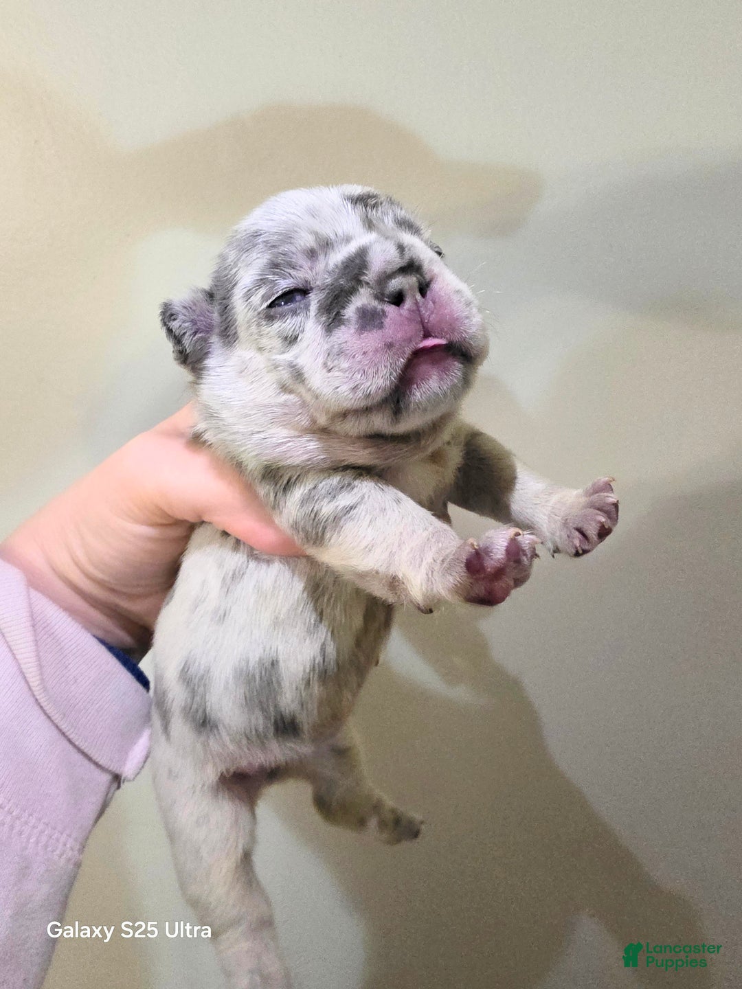 French Bulldog dogs for sale: Glitter - Ad 1