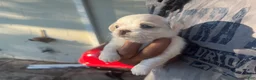 Chihuahua dogs for sale: Male White w/ Light Brown Markings Chihuahua 3 - Ad 6
