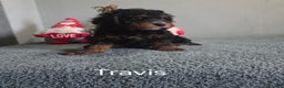 Cavapoo dogs for sale: Travis - Ad 9