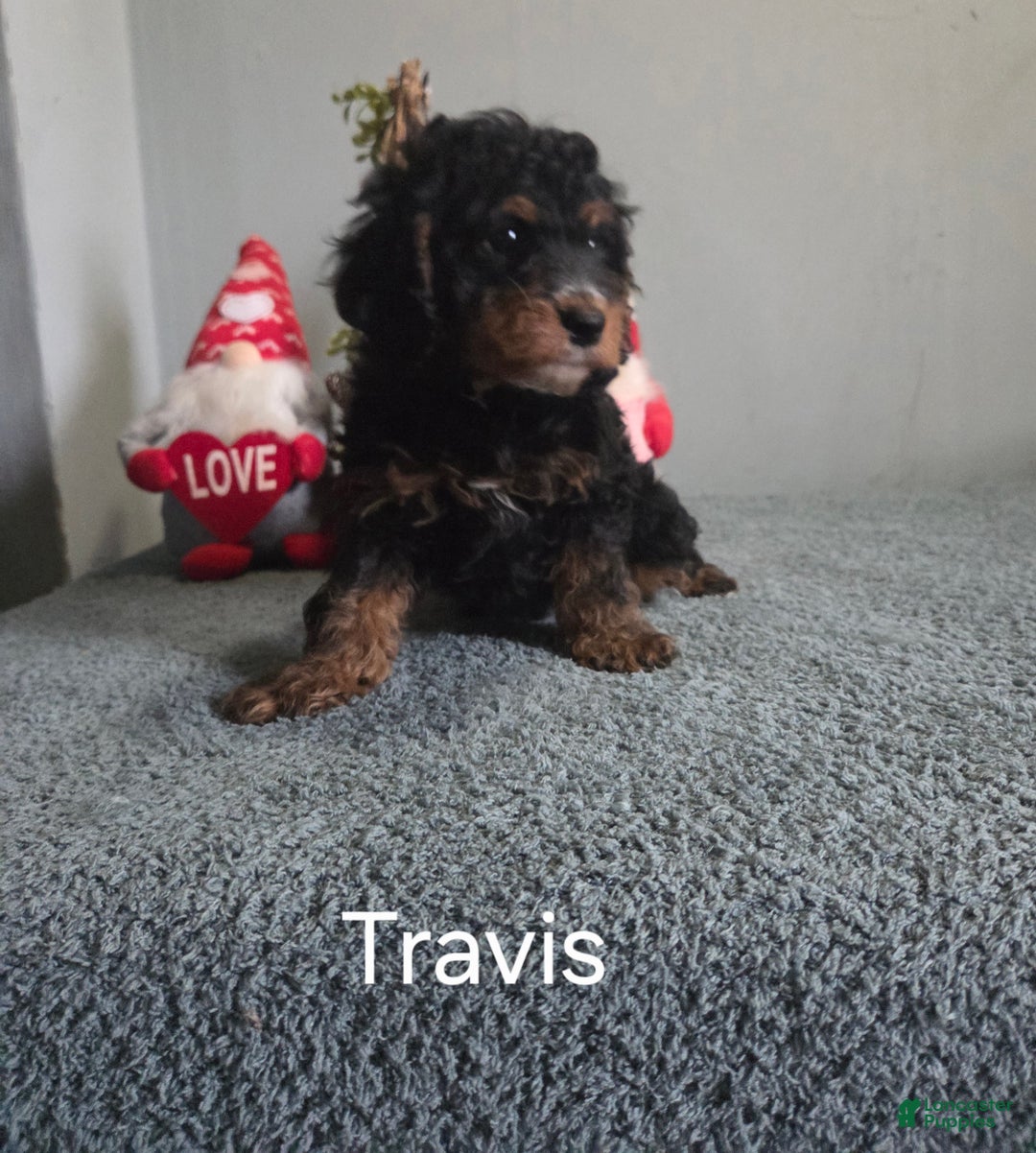Cavapoo dogs for sale: Travis - Ad 9