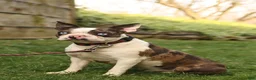 Boston Terrier dogs for sale: Nutella - Ad 7