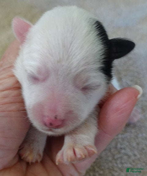 Yorkshire Terrier dogs Lyra super unique - Ad 23