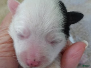 Yorkshire Terrier dogs Lyra super unique - Ad 24