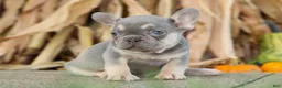 French Bulldog dogs for sale: Roxie🌸 - Ad 4