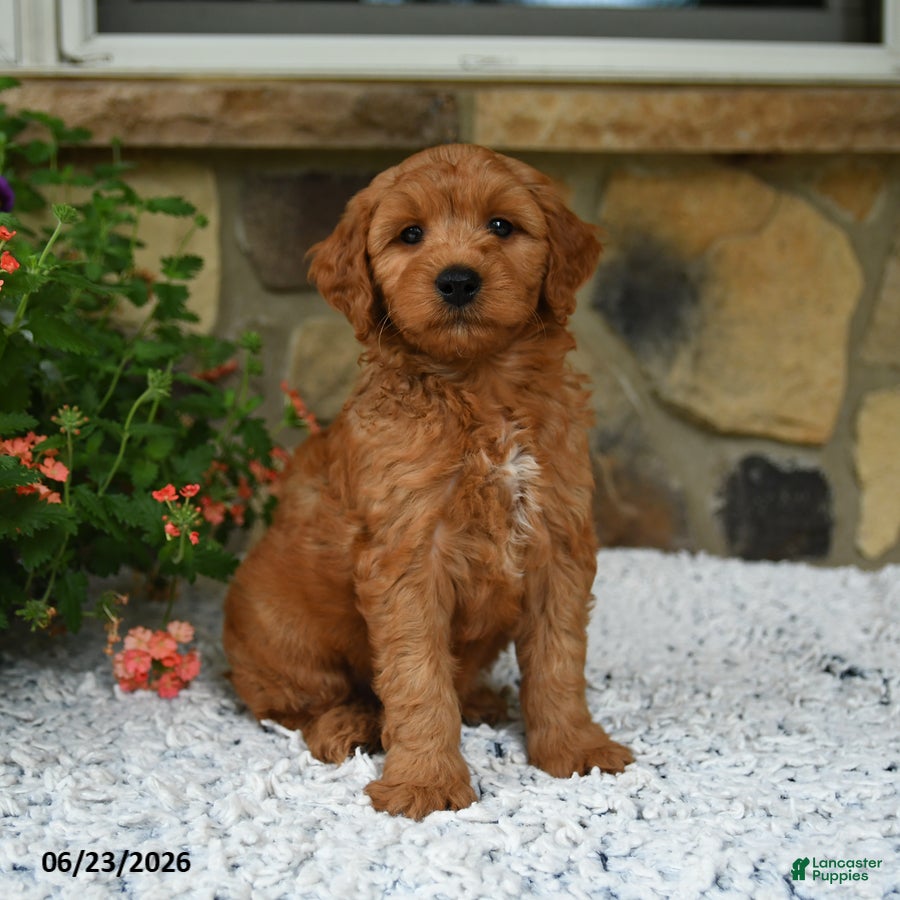 Mini Goldendoodle dogs Ace - Ad 1