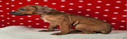 Rhodesian Ridgeback dogs for sale: Toby - Ad 4