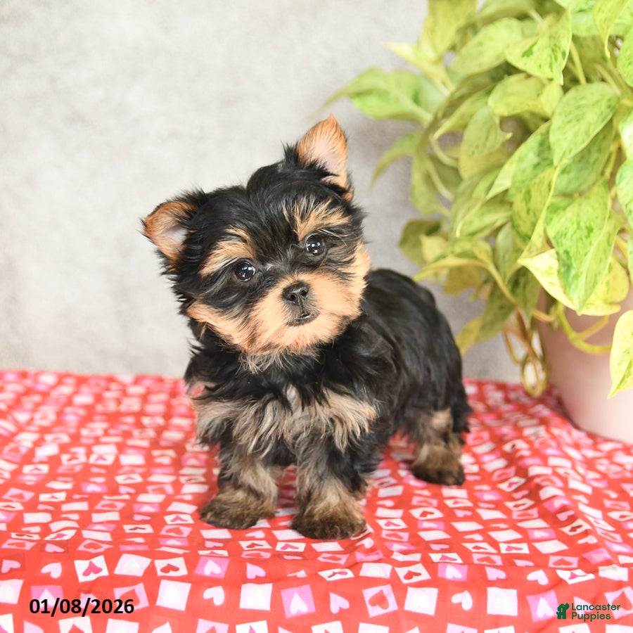 Yorkshire Terrier dogs Chase - Ad 12