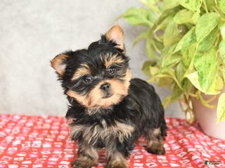 Yorkshire Terrier dogs Chase - Ad 32