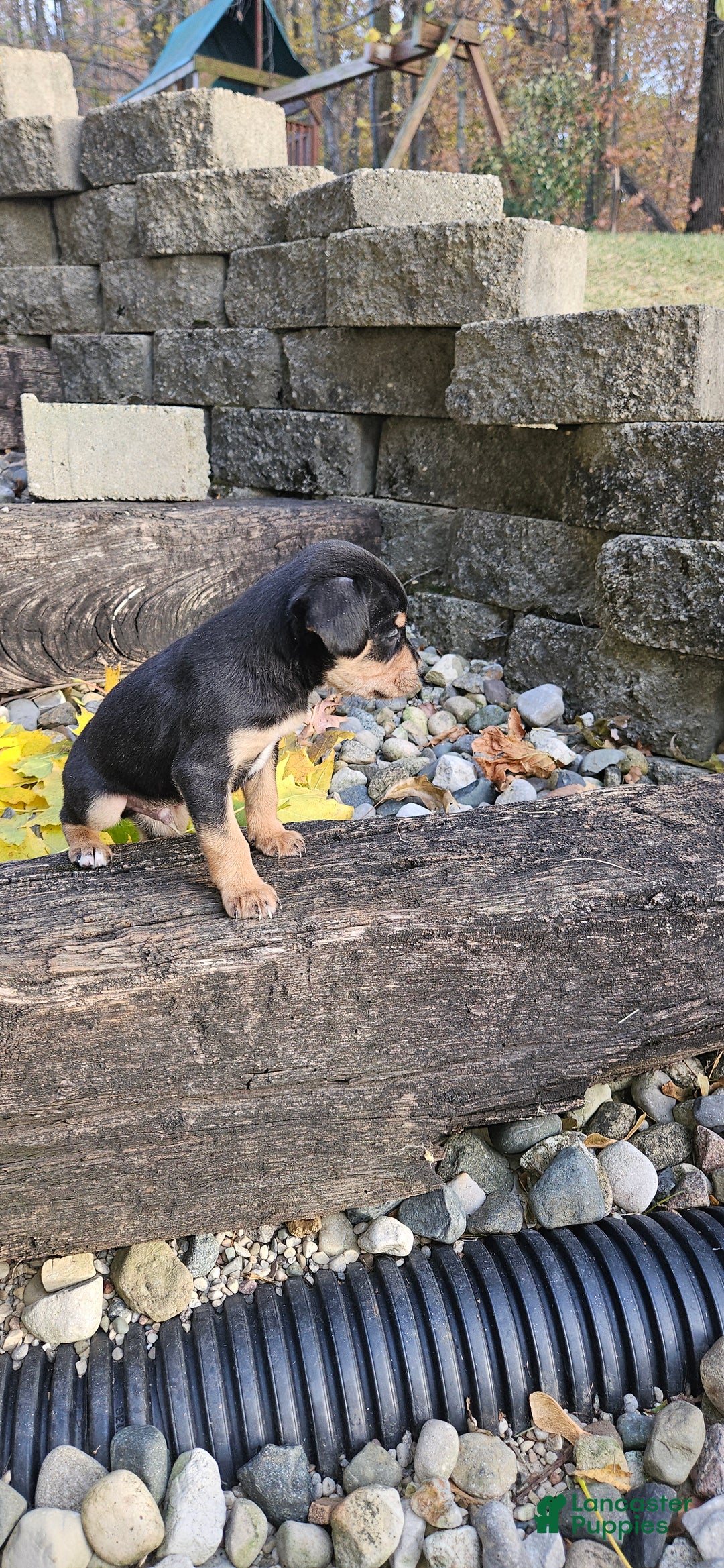 Mixed Breed dogs for sale: Hondo - Ad 5