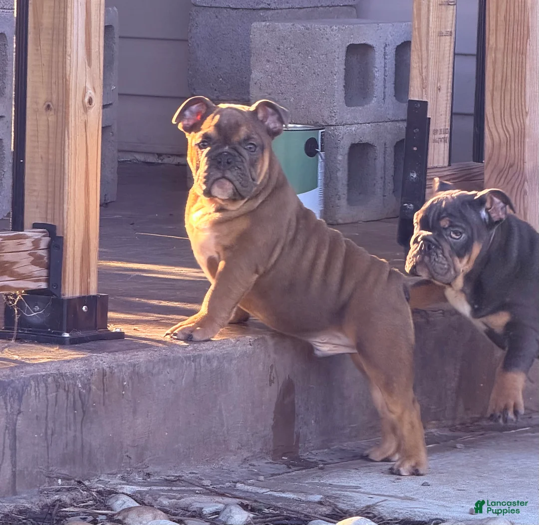 English Bulldog dogs for sale: Chewy  - Ad 2
