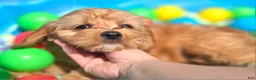 Cavapoo dogs for sale: Indigo - Ad 2
