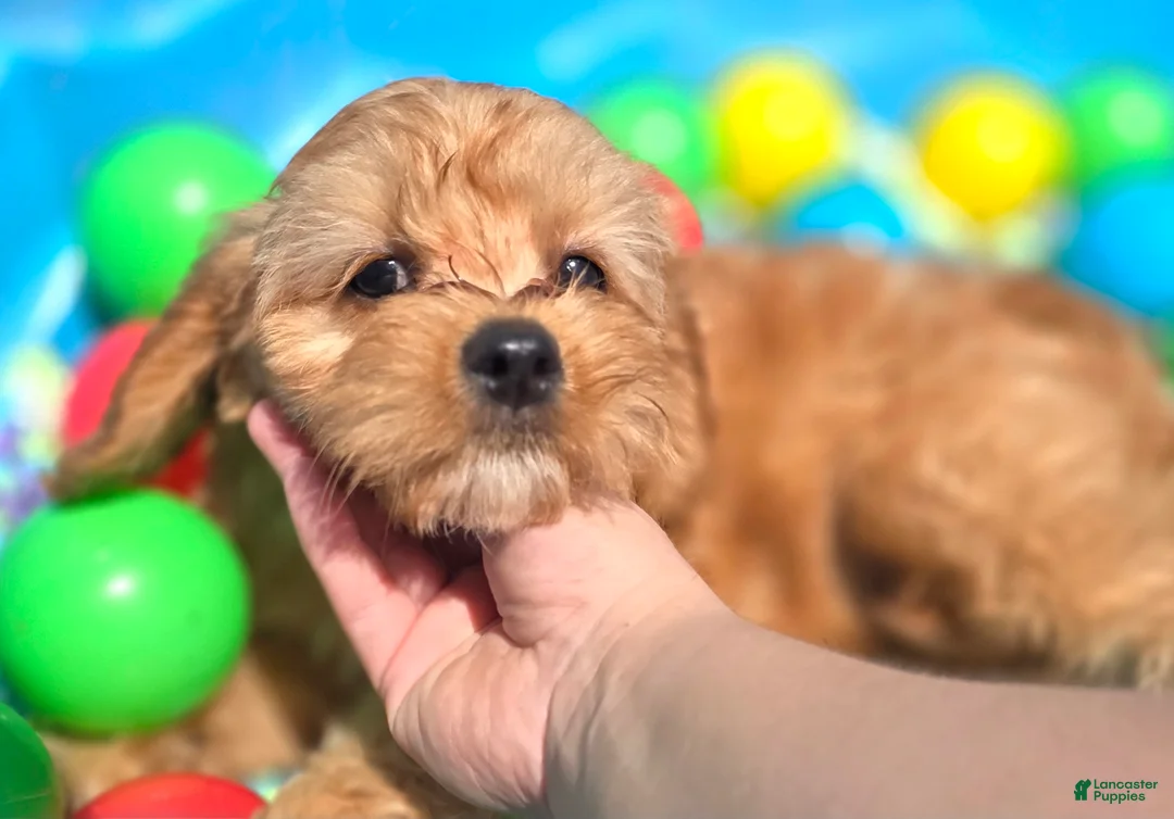 Cavapoo dogs for sale: Indigo - Ad 2
