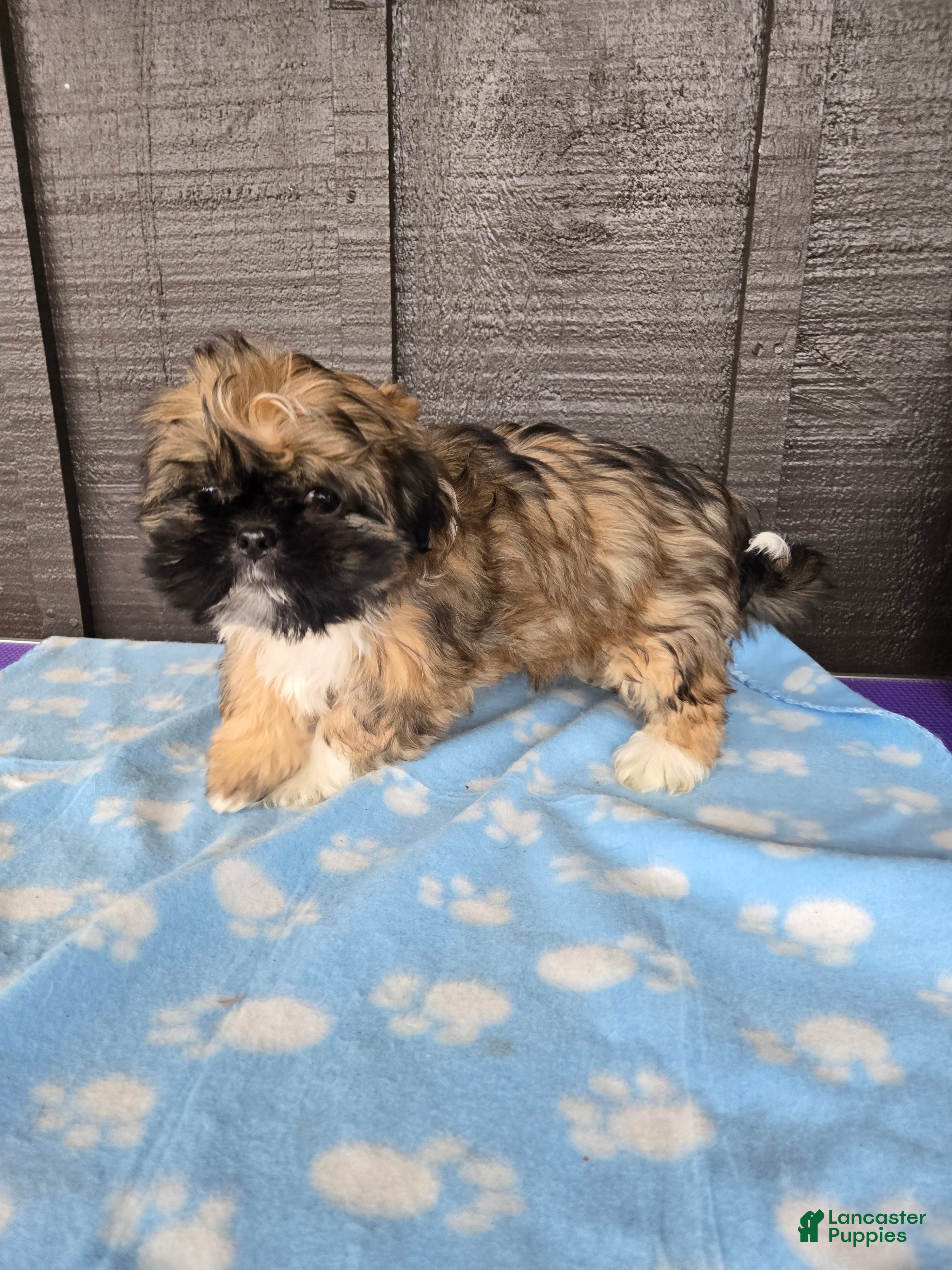 Mixed Breed dogs Grizzly  - Ad 6