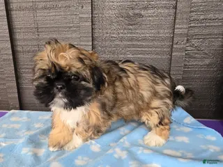 Mixed Breed dogs Grizzly - Ad 6