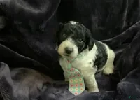 Mini Goldendoodle dogs for sale: Ollie - Ad 4
