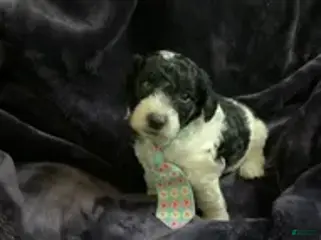 Mini Goldendoodle dogs for sale: Ollie - Ad 4