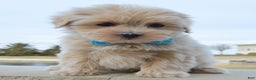 Maltipoo dogs for sale: Max - Ad 7