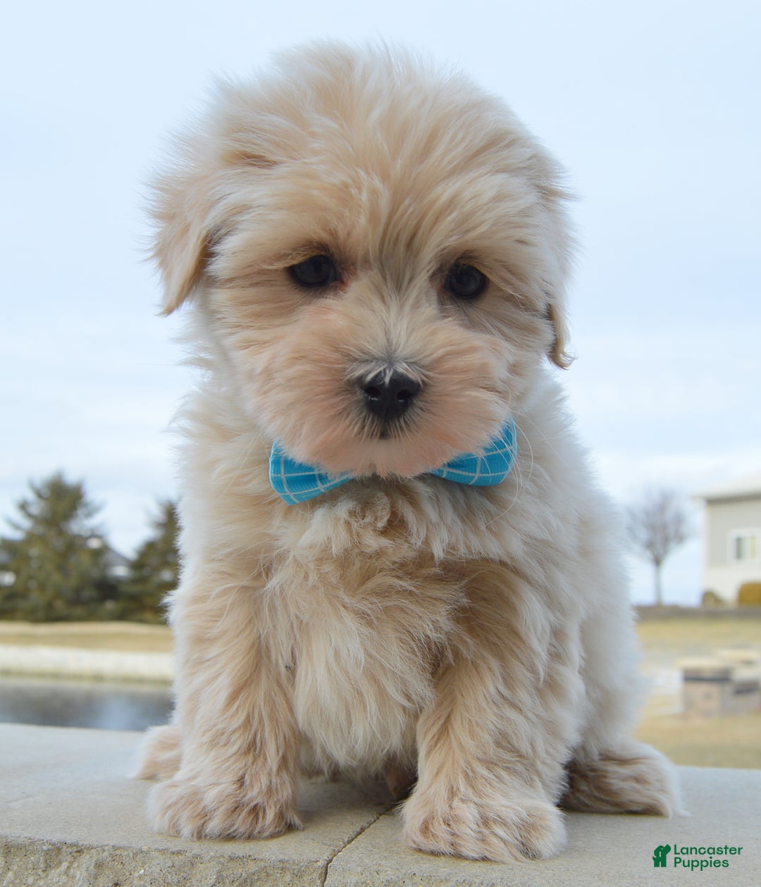 Maltipoo dogs for sale: Max - Ad 7