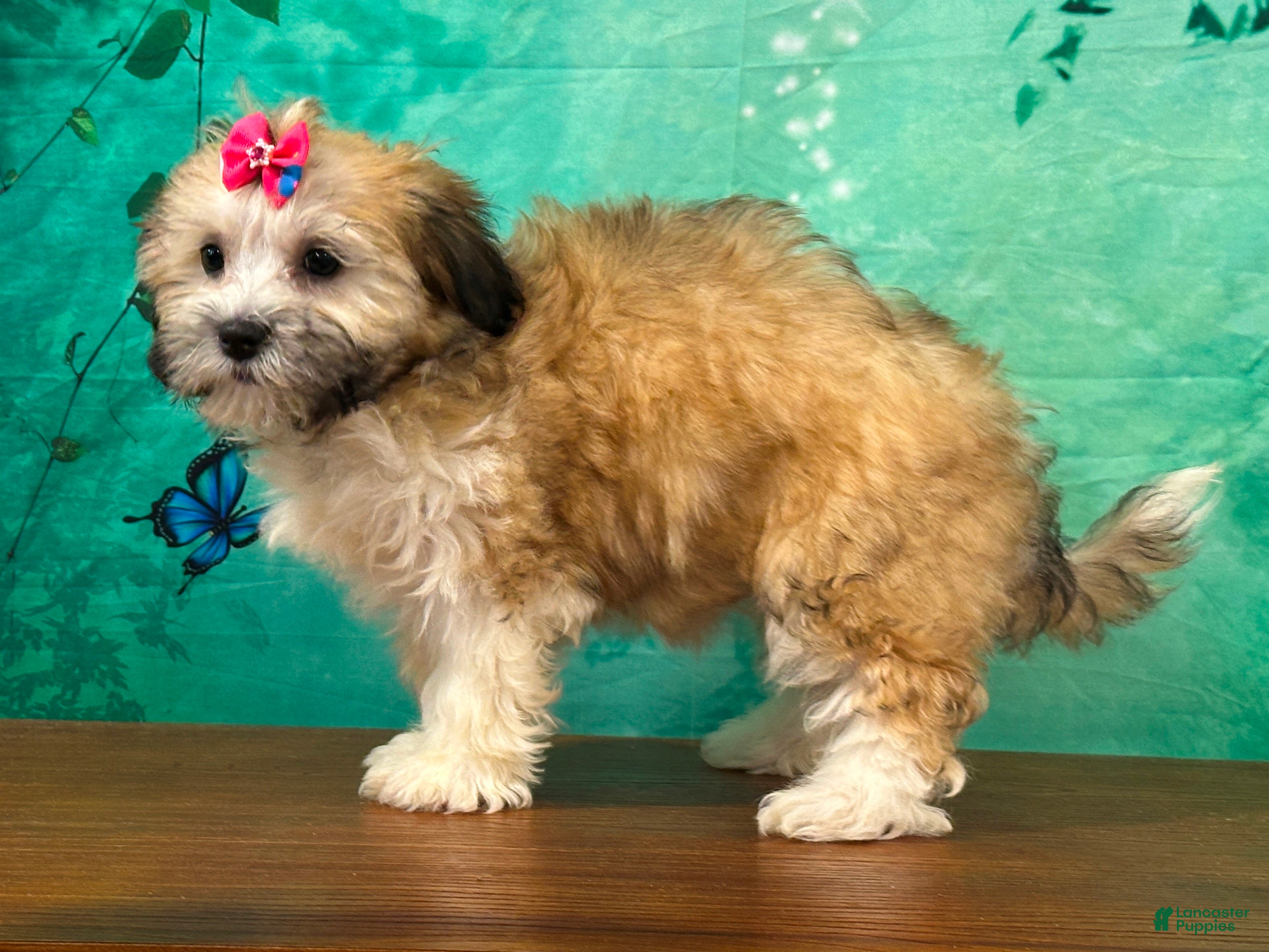 Teddy Bear dogs Rosie - Ad 1