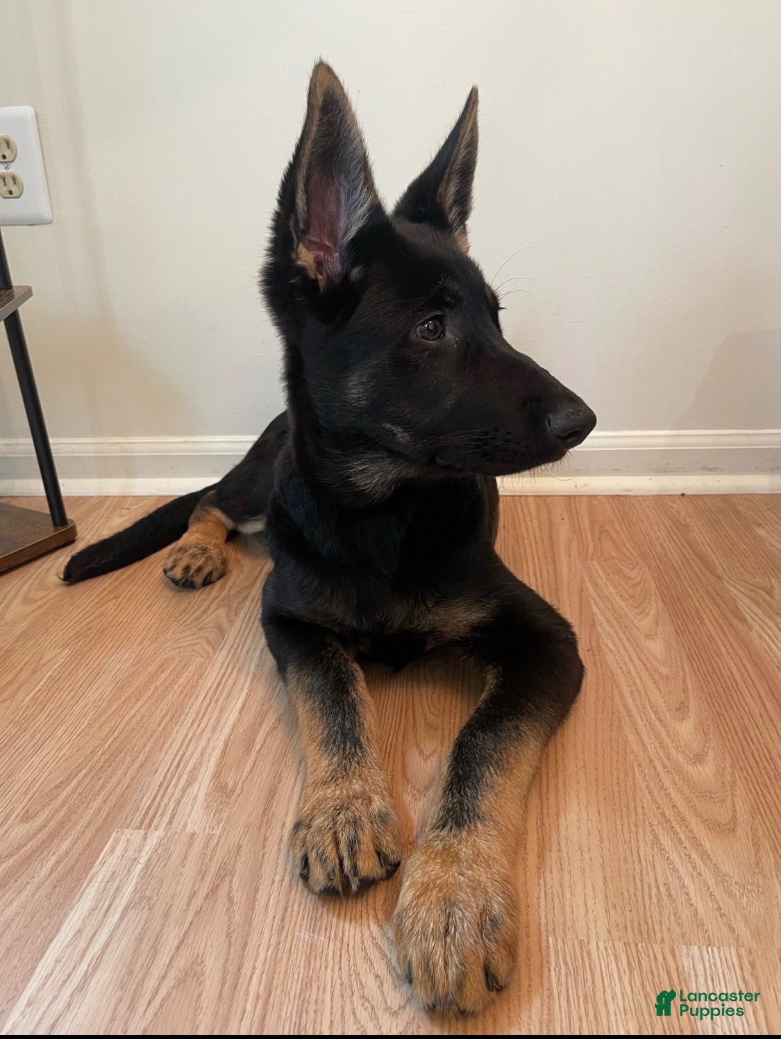 German Shepherd dogs German Shepherd 1 - Ad 34
