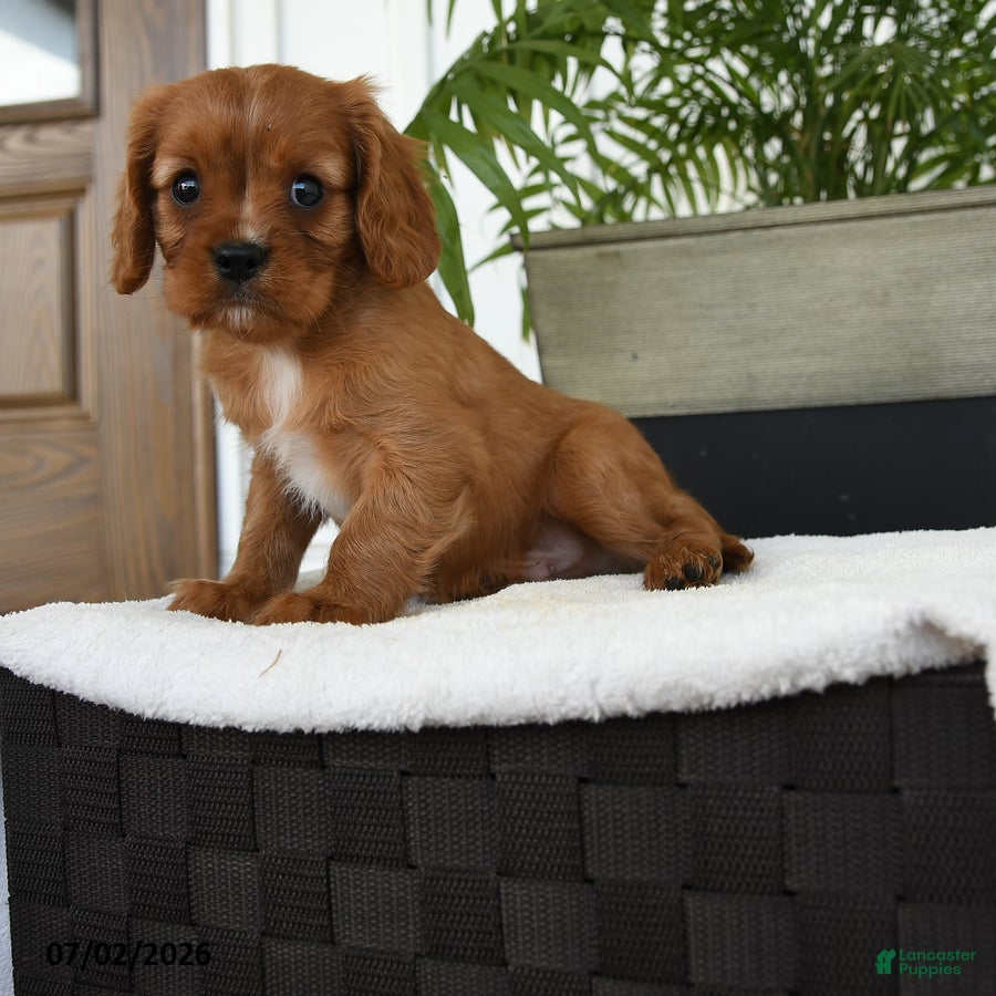 Cavalier King Charles Spaniel dogs Hector - Ad 2