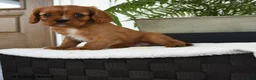 Cavalier King Charles Spaniel dogs for sale: Hector - Ad 2
